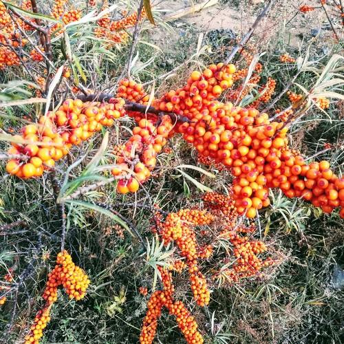 Ягода облепихи. Сибирь.Sea buckthorn berry. Siberia