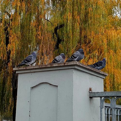 Живые статуи