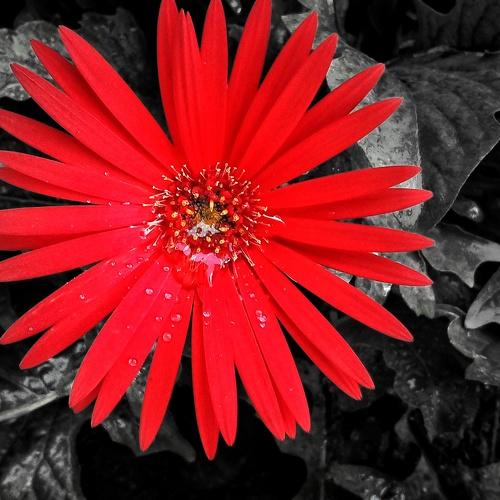A Red wheel on black