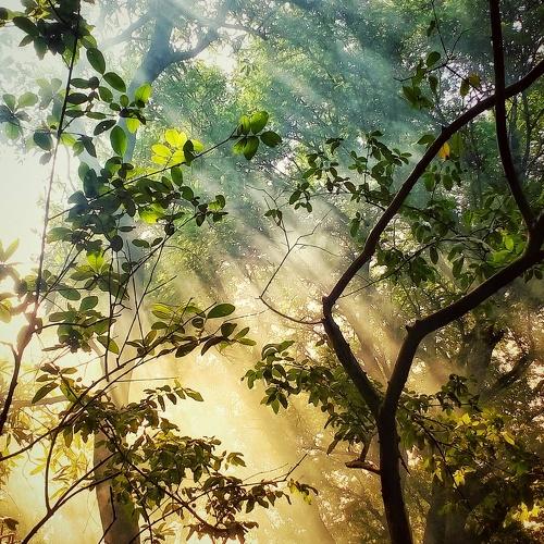 Rays between the trees