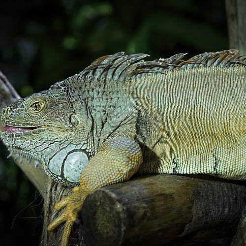 Lazy Lizard