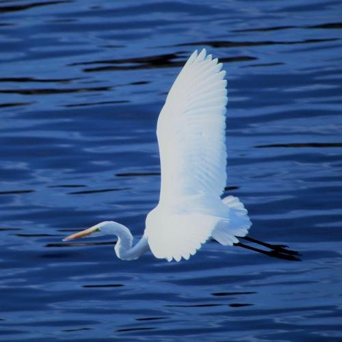Fly away