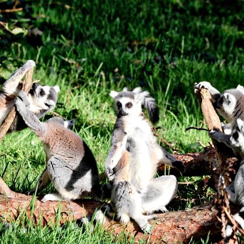 lemurs