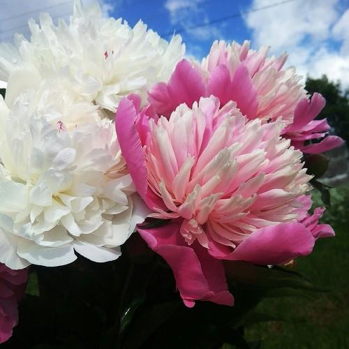 Photo #3094049
