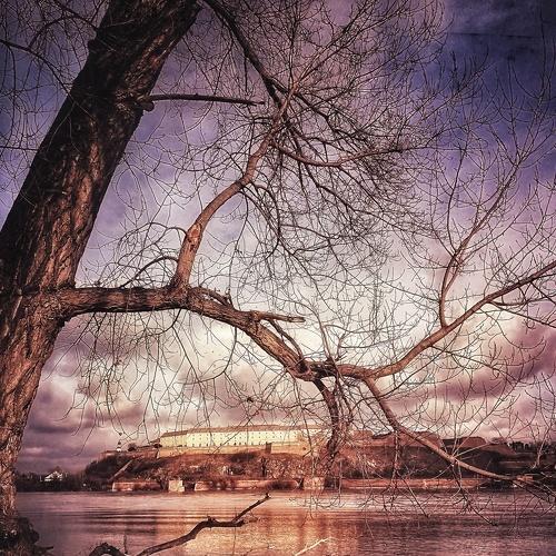 through branches