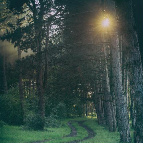 in the forest