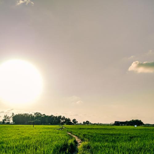 NATURE