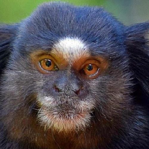 Sagui
