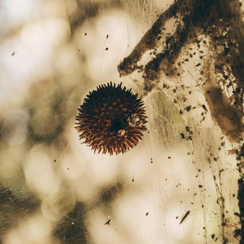 Nut On The Web