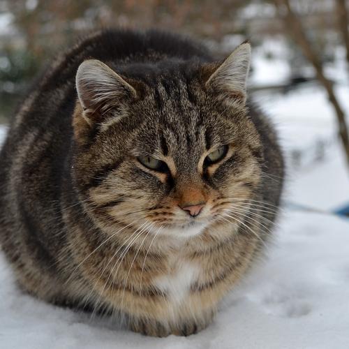 Зимняя прогулка