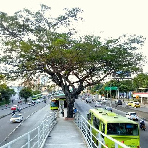 arbol