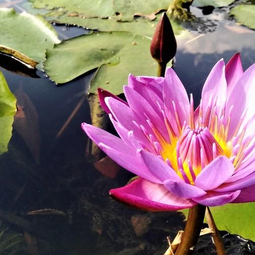 Water lily