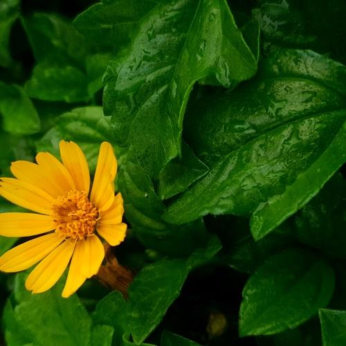 Nature Photography - Sun Flower