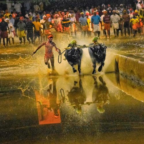 Kambala (ಕಂಬಳ)