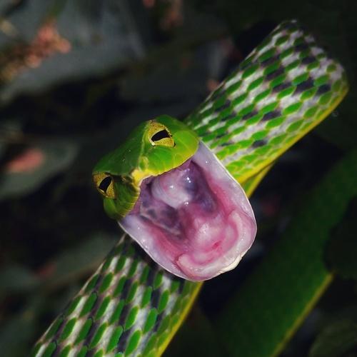Hunting master mr aggressive Greenvine snake