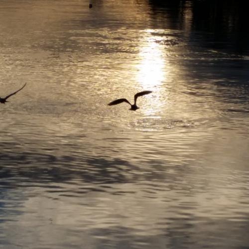Birds on the Dambovita river