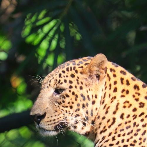 Leopard