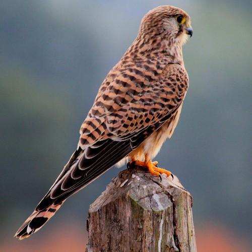 Bird - European Kestral