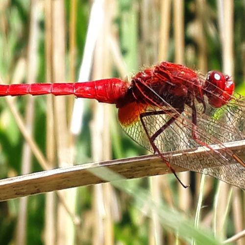 Dragonfly