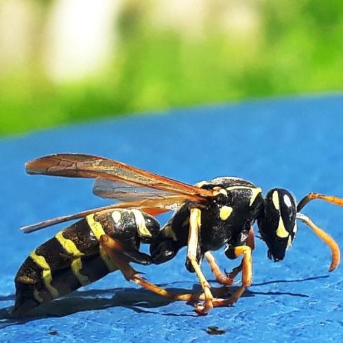 Wasp