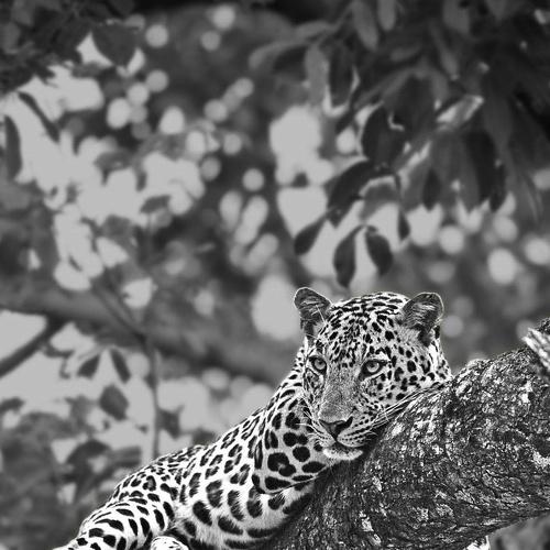 Indian leopard