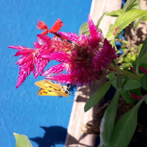 Colores