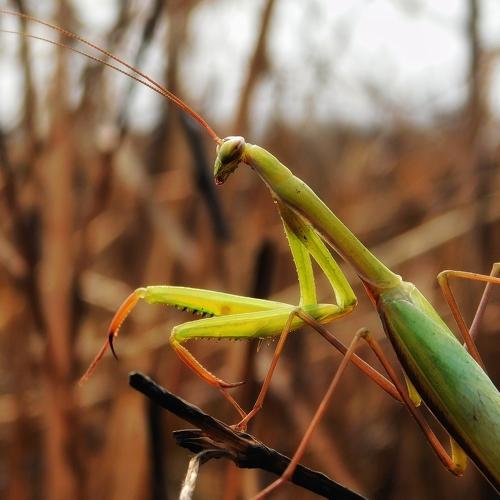Praying Mantis in action