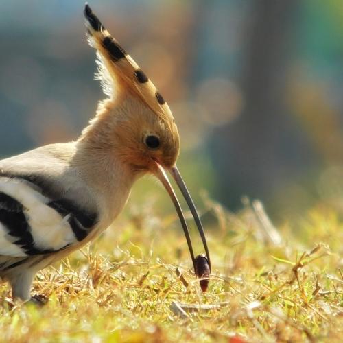 Common Hoopoe with food