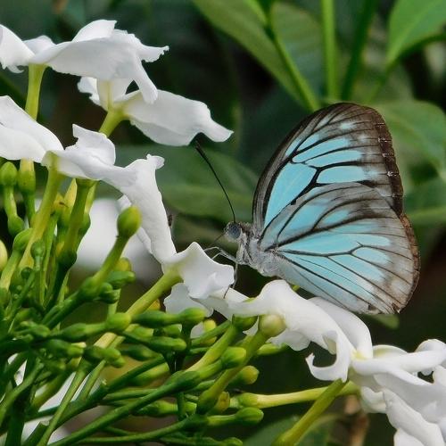 Common wanderer butterfly