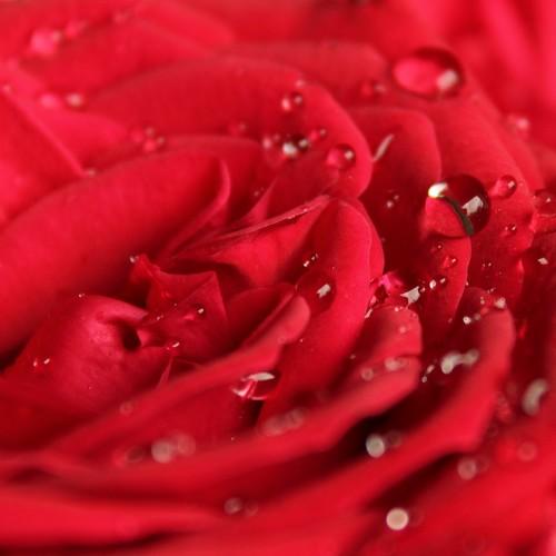 Red rose