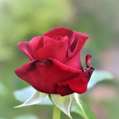 Red rose