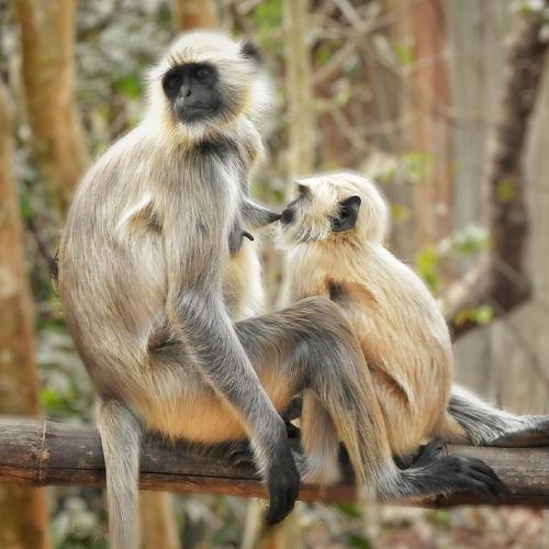Mothers love