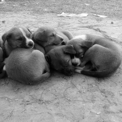 Brotherhood