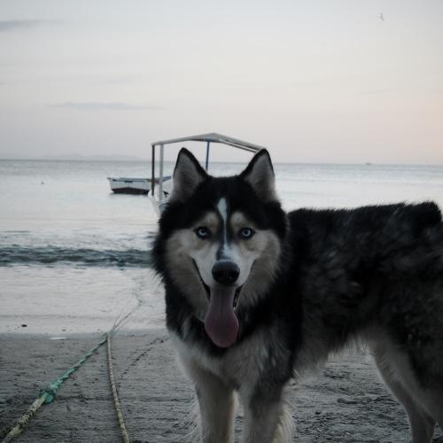 LOBO  EN LA BAHÍA