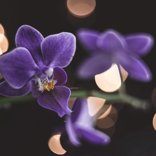 Photo #3107454