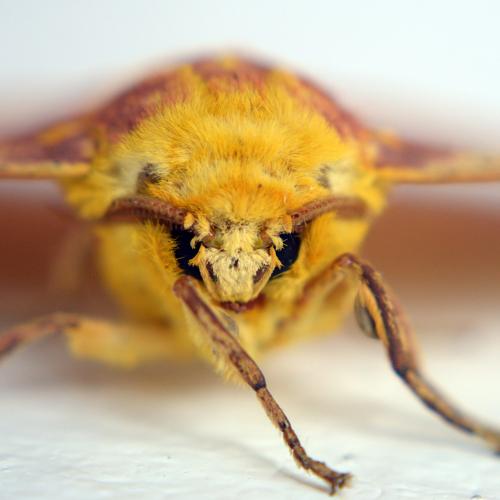 moth