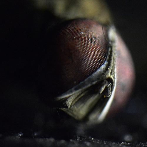 fly