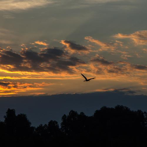 Morning, towards the sun!