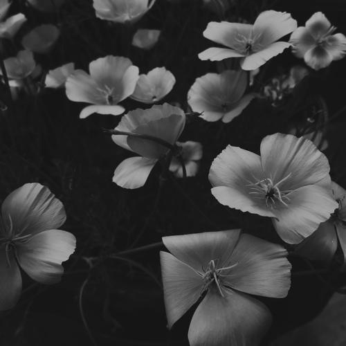 Colorless beauty