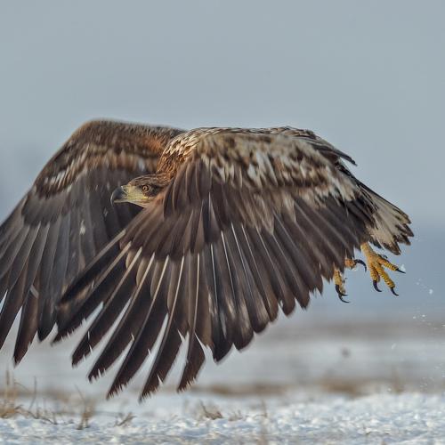 White-tailed Eagle