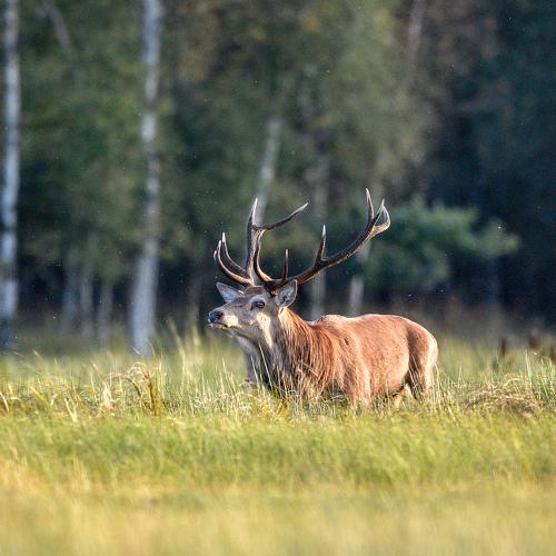 Deer
