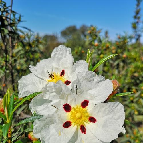 Esteva em flor Alentejo