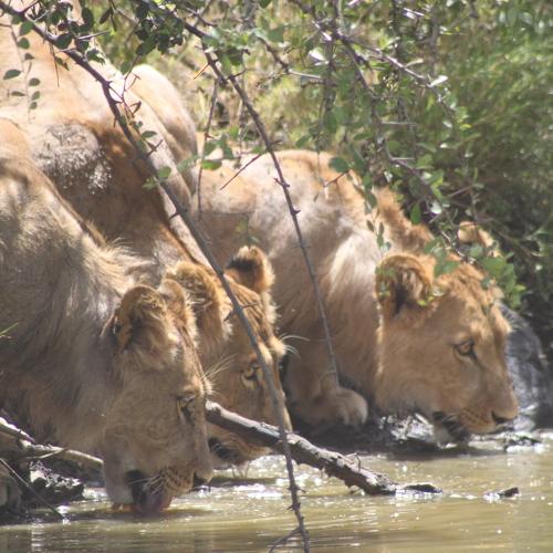 Lions drinking water
