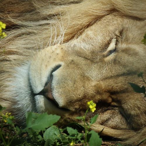 king
