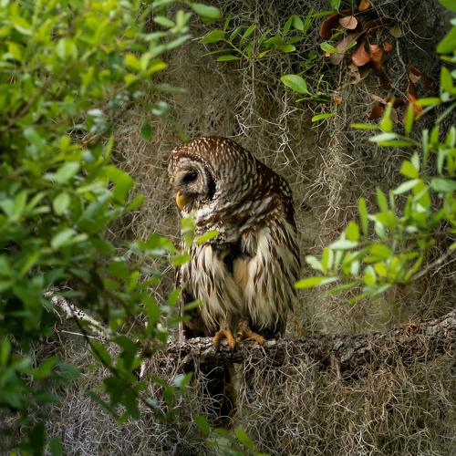 Owl in the woods