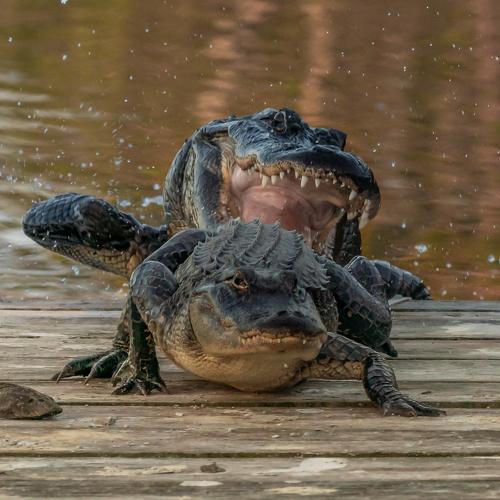 Agitated Alligator
