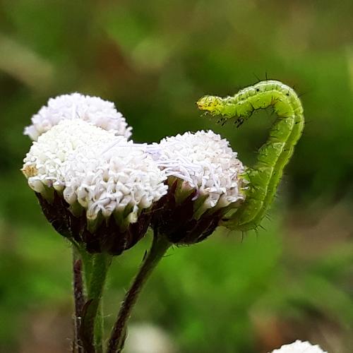 wildflowers and caterpillars