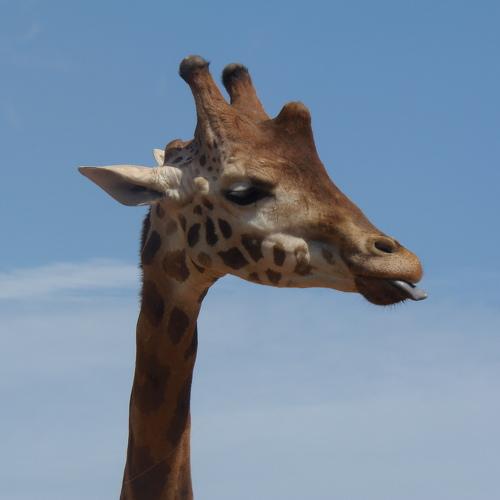 fun animal