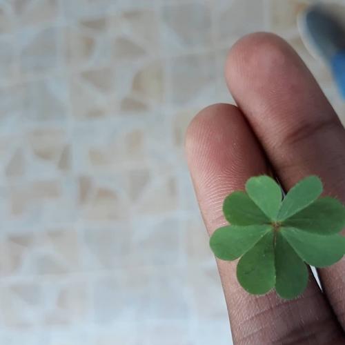 4 leaves clover