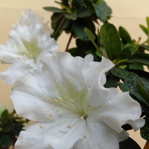 Flower front face